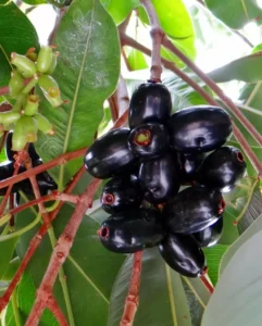 Benefits of Jamun fruits